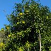 Un bel arbre de Yuzu avec des fruits