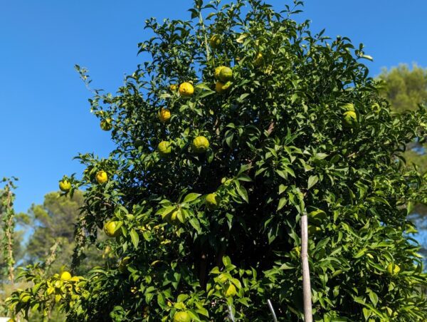 Un bel arbre de Yuzu avec des fruits