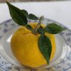 Un joli fruit de Yuzu 3 avec des feuilles sur une assiette