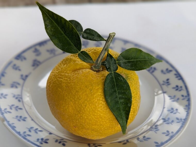 citrus-yuzu-3-23-11-1