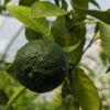 Un yuzu vert sur une branche