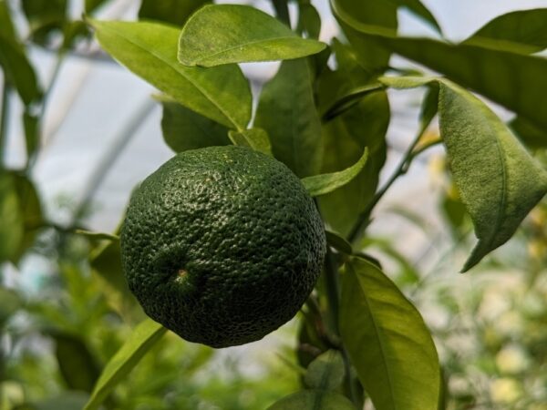 Un yuzu vert sur une branche