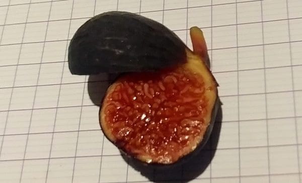 Red Lebanese