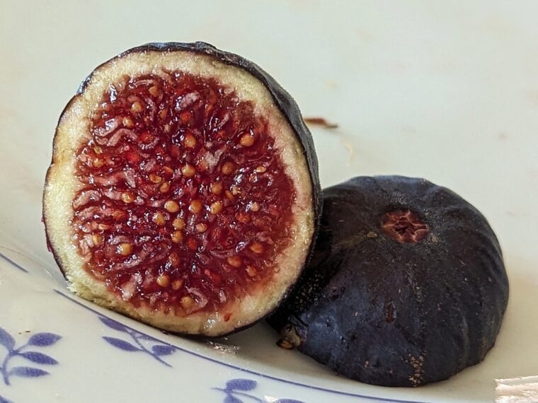 ficus-carica-bekaa-valley-25-8-open