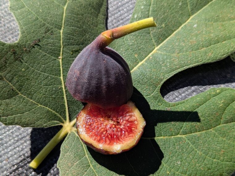 ficus-carica-bekaa-valley-red-liban-25-10