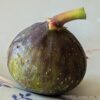 une figue ficus carica grise de smyrne mûre, peau vert-violet