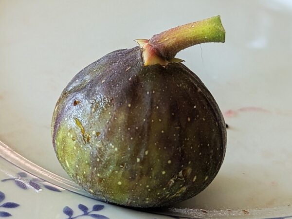 une figue ficus carica grise de smyrne mûre, peau vert-violet