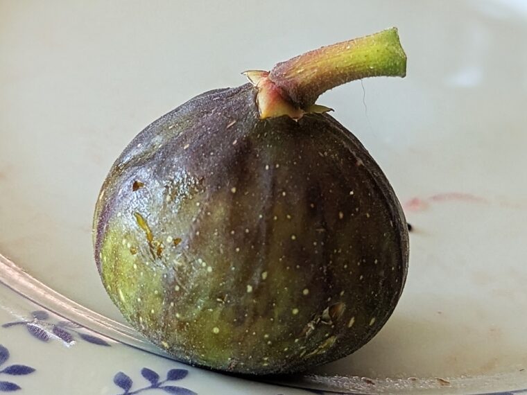 ficus-carica-grise-de-smyrne-25-8-22