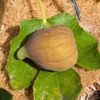 une figue du ficus carica Tolosa mûre sur une feuille