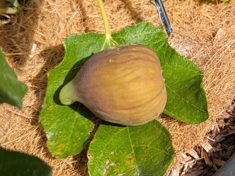 ficus-carica-tolosa-25-8-2