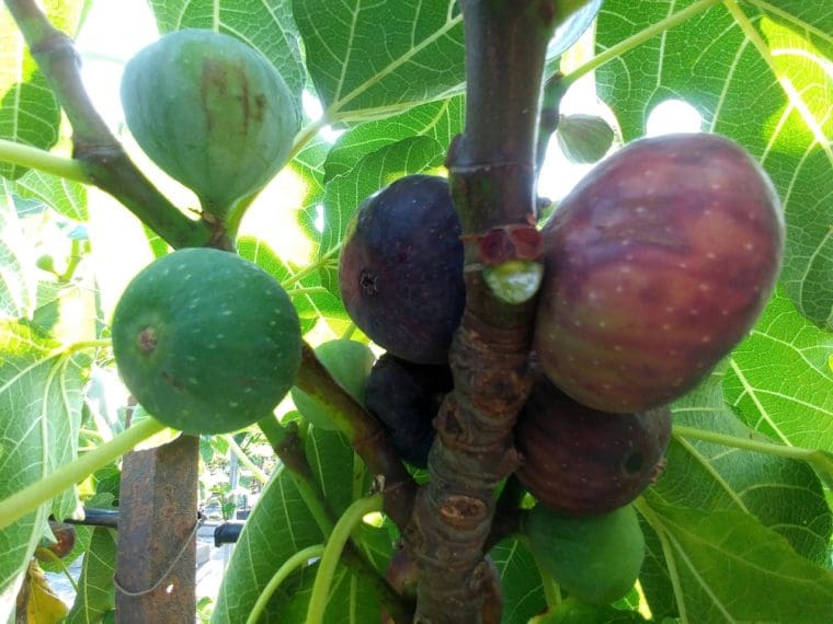 Ficus-carica-cul-noir
