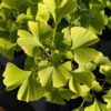 feuillage gingko biloba