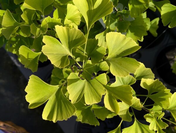 feuillage gingko biloba
