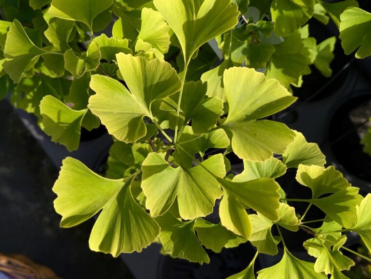 gingko-biloga-25-4