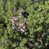 thym à linalol en fleurs