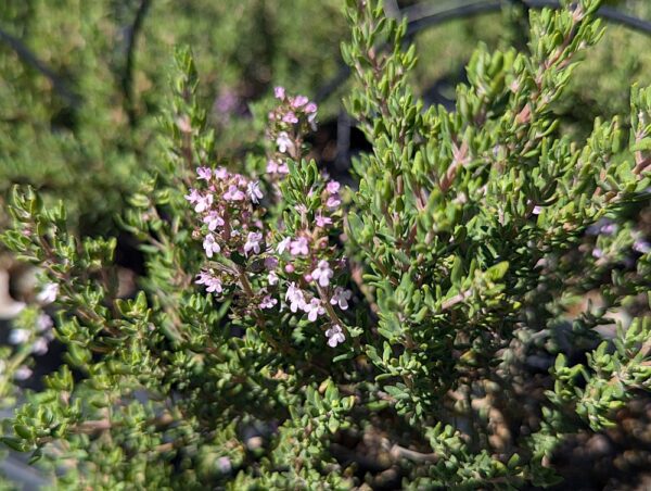thym à linalol en fleurs