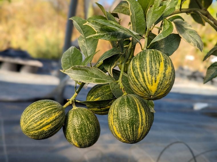 citrus-cotidiana-panache