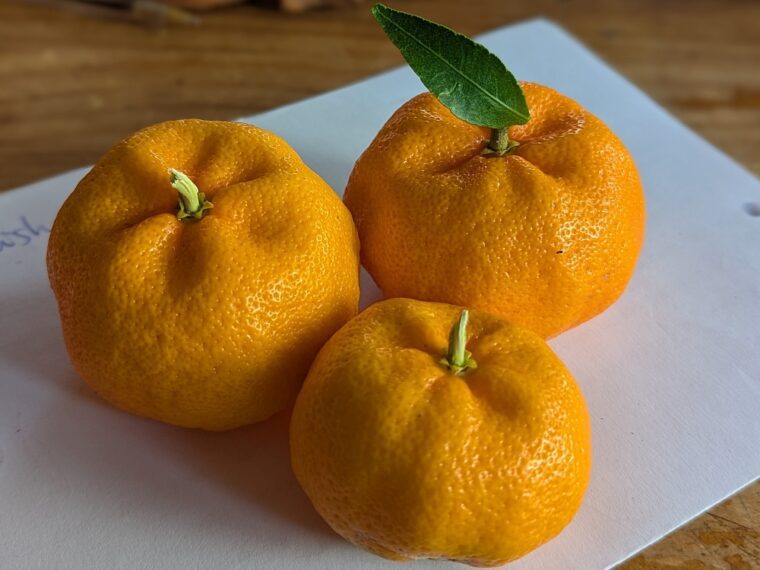 citrus-reticulata-kishu-kino-kuni-25-11-12