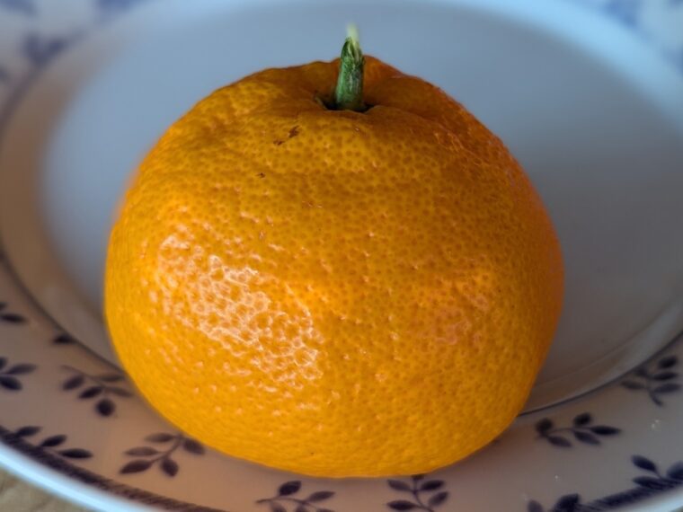 citrus-unshiu-kelasurskyj