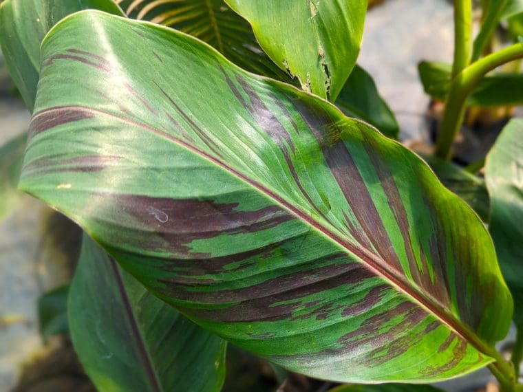 musa-red-tiger
