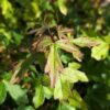 feuilles d'érable champêtre