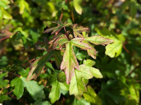 feuilles d'érable champêtre