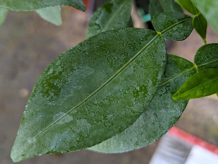citrus-ichangquat-11c