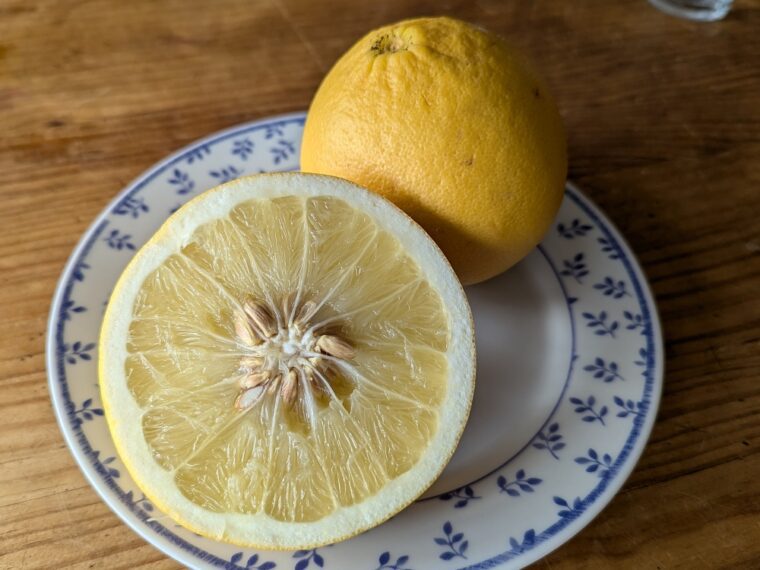 citrus-paradisi-sotchi-25-3