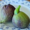 2 figues ficus carica corato vert/bleu sur une assiette