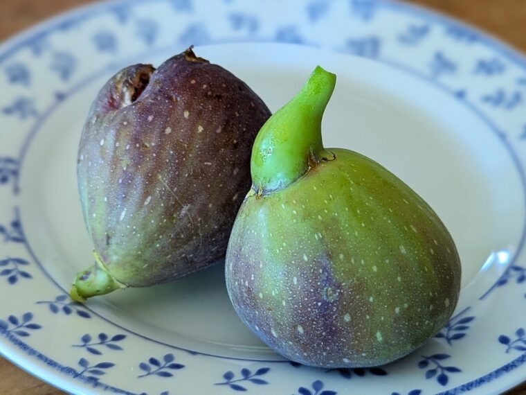 ficus-carica-corato-25-8