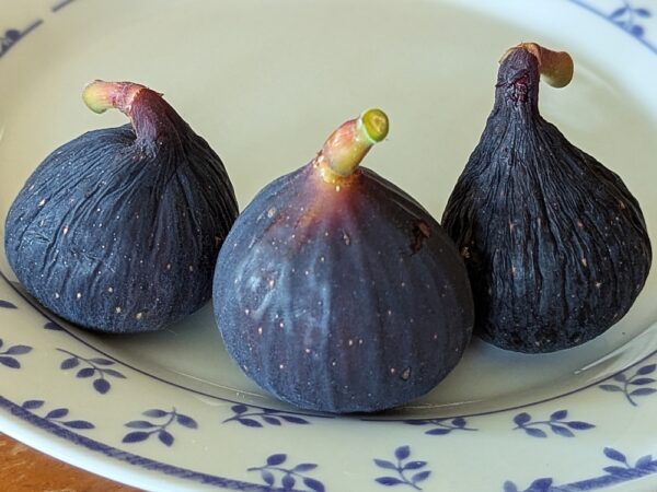 3 figues mûres, bleues, de ficus carica Crosne