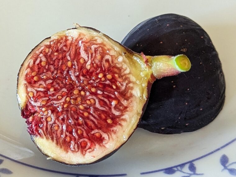 ficus-carica-crosne-25-8-23