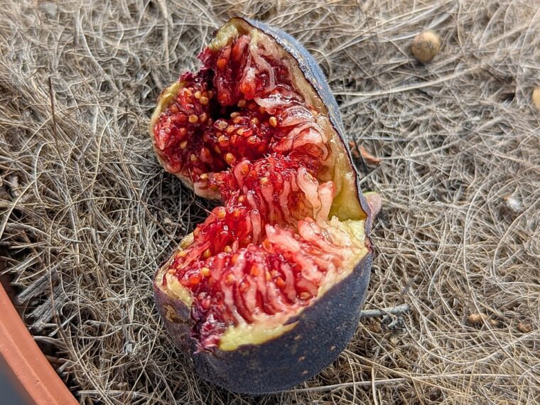 ficus-carica-crosne-25-9-19-open