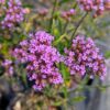 Verveine de Buenos Aires naines "Lollipop", verbena bonariensis, en fleurs