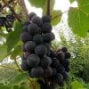 vigne résistant campbell's early
