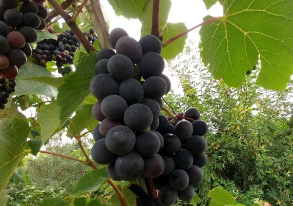 vigne résistant campbell's early