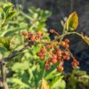 Zanthoxylum coreanum ou Poivrier de Corée: feuilles et fruits