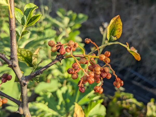 Zanthoxylum coreanum ou Poivrier de Corée: feuilles et fruits