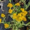 achillea clypeolata moonshine