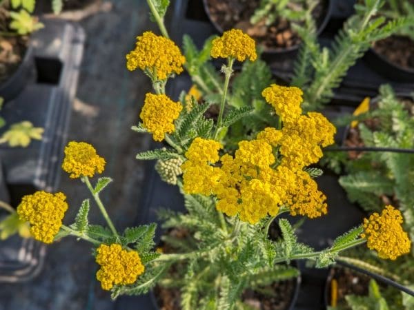 achillea clypeolata moonshine