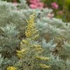 artemisia arborescens