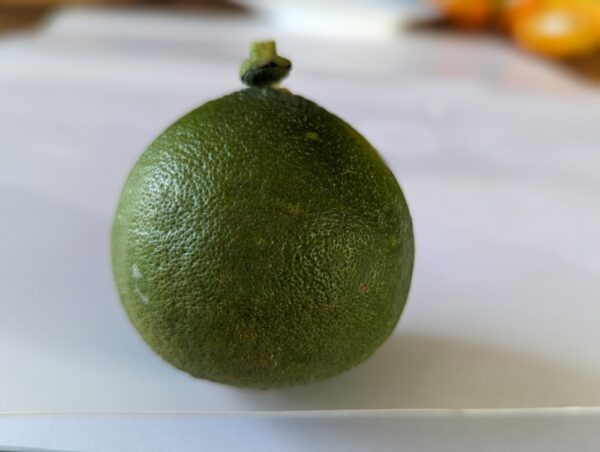 Une bergamote fantastico verte