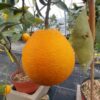Citrus sinensis Tamurana sur l'arbre