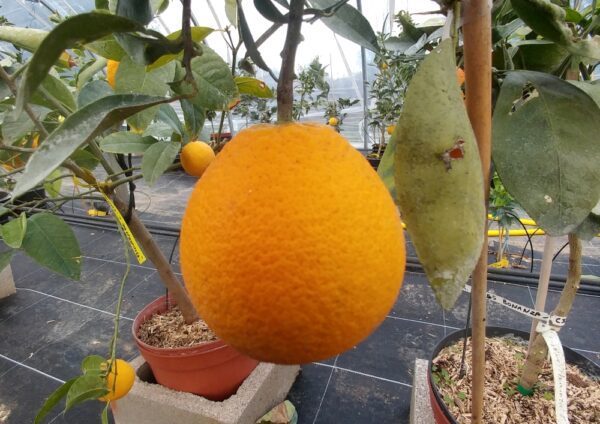 Citrus sinensis Tamurana sur l'arbre