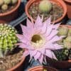 cactus boule de moïse cactus oursin