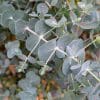 Eucalyptus nain