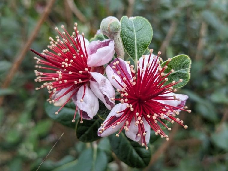 feijoa-fleurs-5-24