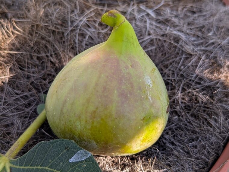 ficus-carica-asali-25-10-11