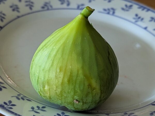 une figue Asali, ficus carica asali, verte à l'extérieur, sur une assiette