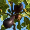 plusieurs figues mûres de Breba blue sur une branche feuillue